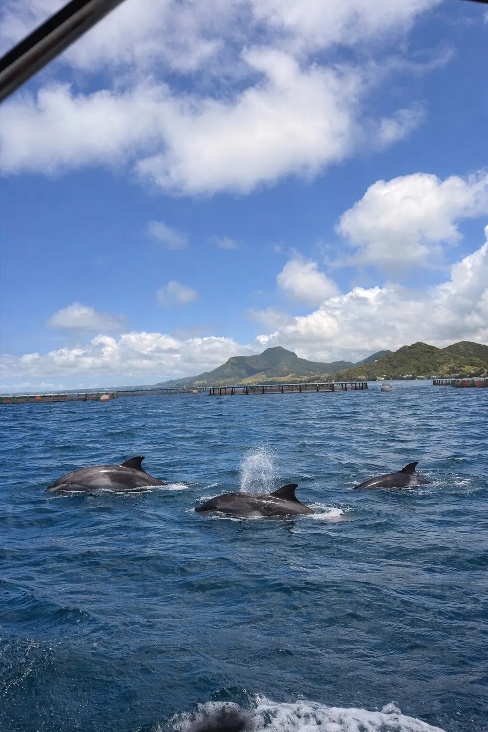 Dolphins swimming near a boat off the Mauritius coast