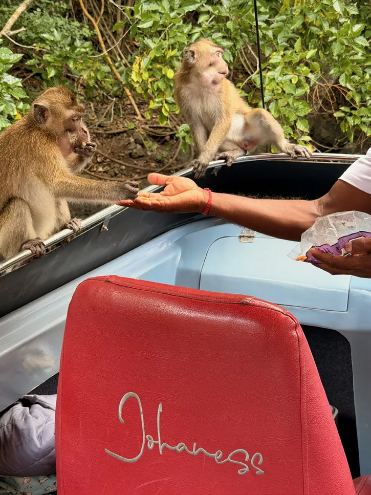 Wild monkeys being fed from a Johaness speedboat on the river